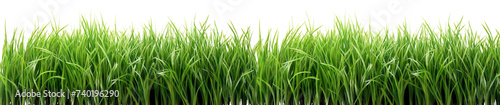 Green grass border isolated on white background. Natural summer decoration