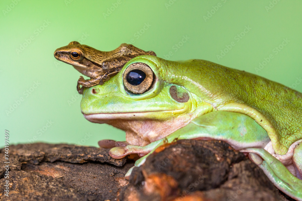 Obraz premium White's tree frog (Litoria caerulea), also known as the Australian green tree frog, simply green tree frog in Australia, or dumpy tree frog