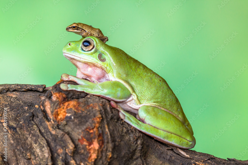 Obraz premium White's tree frog (Litoria caerulea), also known as the Australian green tree frog, simply green tree frog in Australia, or dumpy tree frog