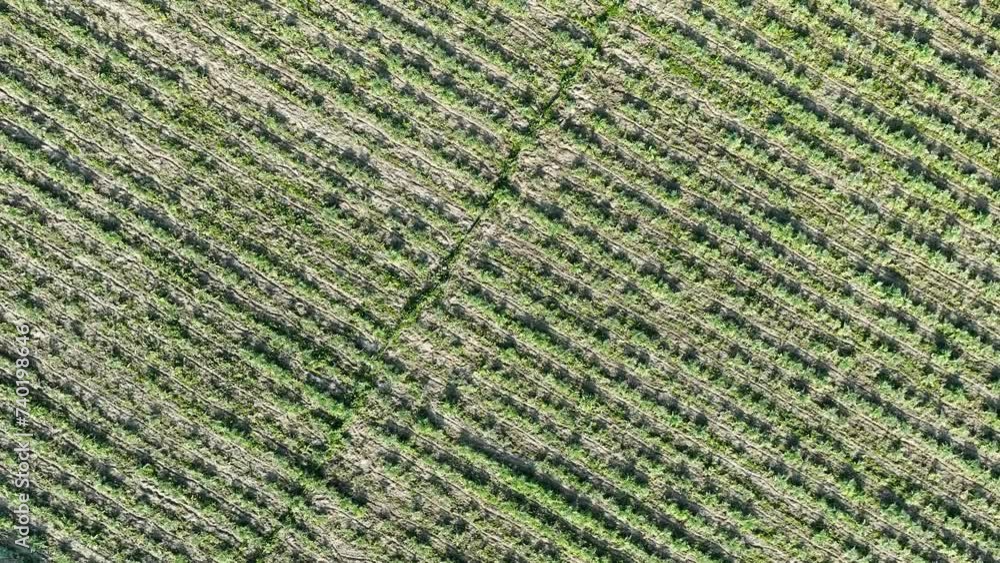 Aerial view of artichoke seedlings and drip system in the artichoke field with drone Aerial view of artichoke seedlings and drip system in the artichoke field with drone