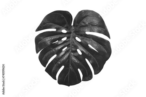 Black monstera leaf on white background