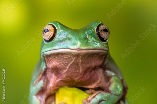 White's tree frog (Litoria caerulea), also known as the Australian green tree frog, simply green tree frog in Australia, or dumpy tree frog photo