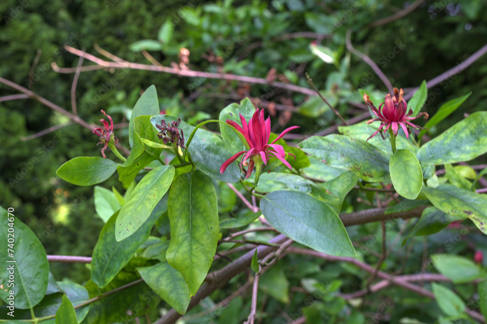 Summer Red Flowering Bush of Calycanthus Occidentalis Summer Red Flowering Bush of Calycanthus Occidentalis