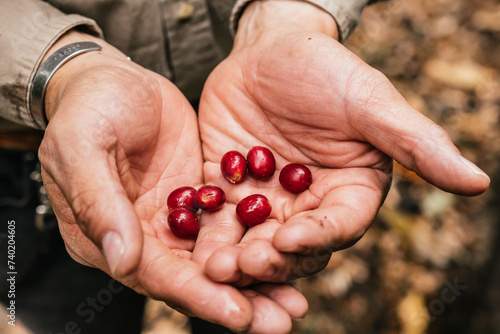 Farmer harvesting coffee cherries for annual production, in Malinalco, Sate of Mexico.