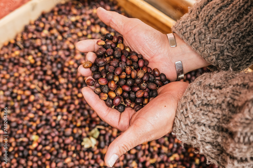Coffee beans drying in the sun to later be cleaned and roasted on a farmer's hand. Coffee beans drying in the sun to later be cleaned and roasted on a farmer's hand.