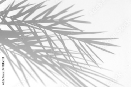 Realistic shadow from tropical plants palm leaf on white background