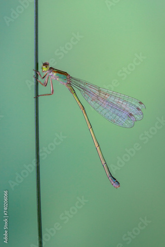 Ischnura heterosticta, one of at least two species with the common name common bluetail, is an Australian damselfly photo