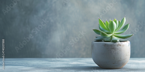 Succulent plant in gray pot on concrete background. Minimalist interior design and greenery concept. Banner with copy space.