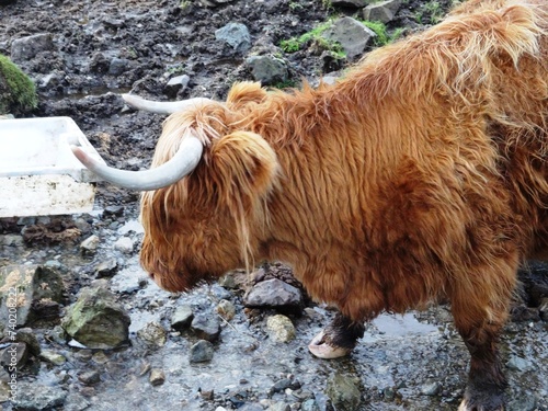 Isle of Skye cow photo