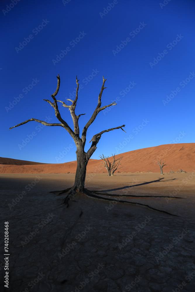 a very old dead acacia tree of Deadvlei clay pan in the namib desert a very old dead acacia tree of Deadvlei clay pan in the namib desert