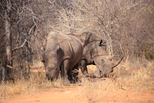 two white rhinos in the bushes of waterberg plateau in Namibia
