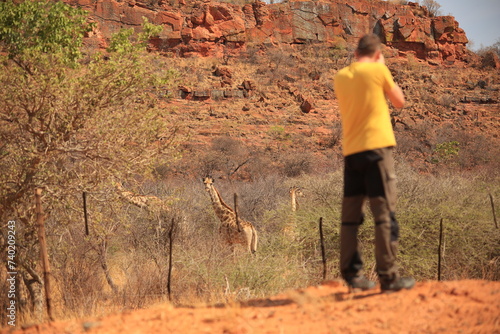 Photography backside of a wildlife photographer which takes a picture of giraffes