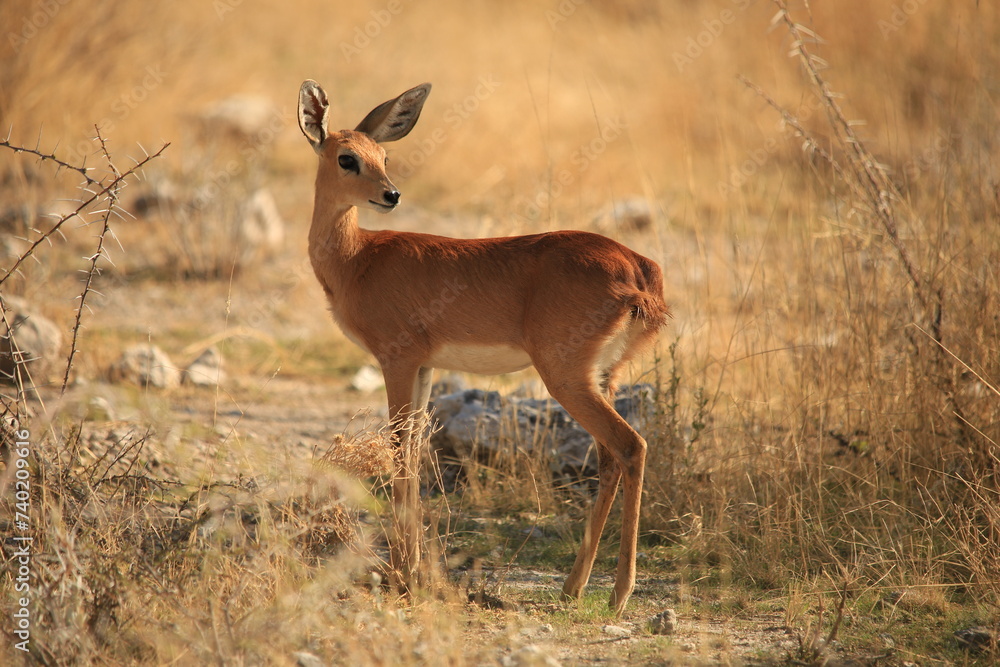 one female impala in the dry grasslands of Etosha one female impala in the dry grasslands of Etosha