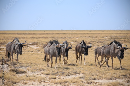 a herd of wildebeests in the dry grasslands of Etosha NP