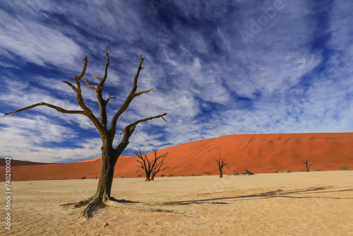 dead acacia trees in the white clay pan of Deadvlei in the middle of Namib desert with its red sand dunes