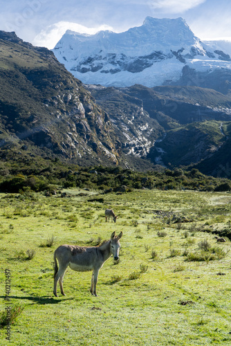 donkey in mountain valley