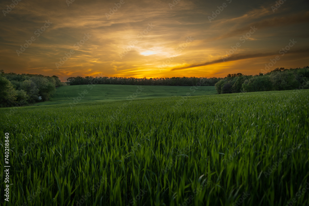 sunset over the field