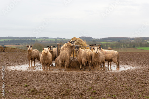 Sheep in Winter.  A small flock of sheep, stood in a muddy bare field on crop rotation, and gathered around and feeding at a ring feeder in February. North Yorkshire, UK.  Horizontal. Space for copy.