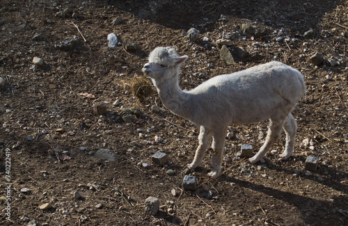 Canvas Print Alpaca llama with white fur bleating and looking for its mother in a farm yard,