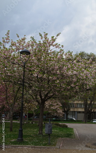 Photo with blooming with in red, pink and white colors of a Japanese cherry tree, Sofia, Bulgaria 