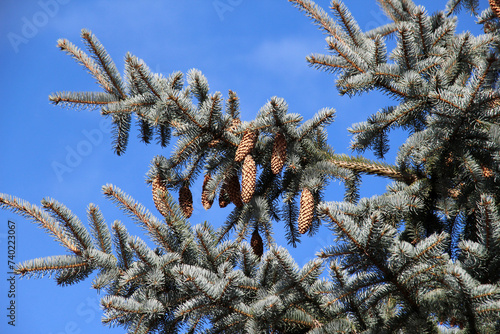 Branches spruce prickly, blue  (Picea pungens Engelm.), which grows in nature photo