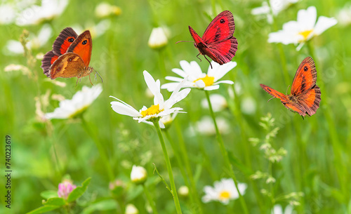 Fototapeta Naklejka Na Ścianę i Meble -  Beautiful summer meadow with butterlies flying around white daisies medow