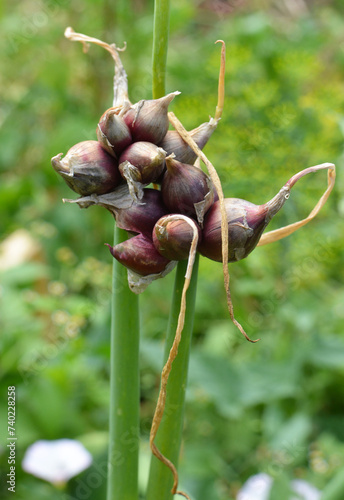 The garden grows multi-tiered onions photo