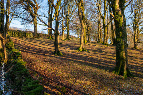 Bare leafless tree branches and their trunks bathed in golden light on a warm winters day showing long shadows.