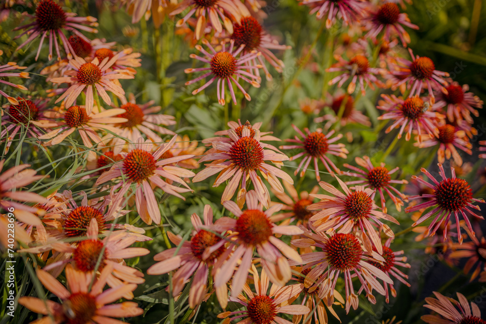 A vibrant growing patch of Echinacea Purpurea also known as Purple Coneflower. High quality photo A vibrant growing patch of Echinacea Purpurea also known as Purple Coneflower. High quality photo