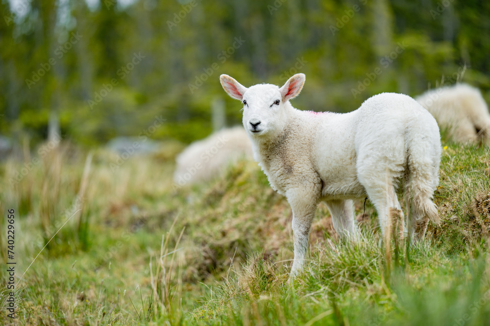 Obraz premium Sheep marked with colorful dye grazing in green pastures. Adult sheep and baby lambs feeding in green meadows of Ireland.
