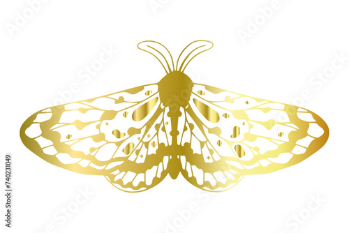 Decorative winged insect golden night moth. Vector graphics.