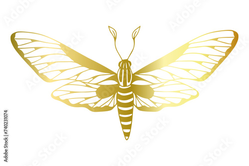 Decorative winged insect golden night moth. Vector graphics.