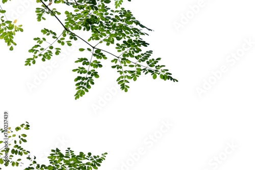 A Tropical tree leaf with branches on white isolated background for green foliage backdrop 