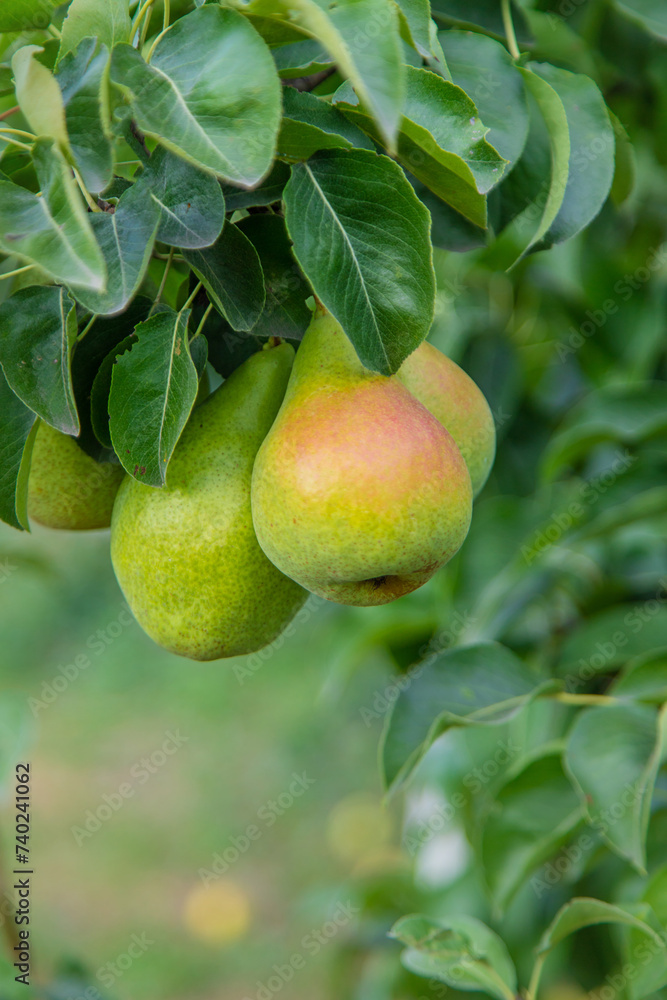 Pear harvest on a tree in the garden. selective focus. Pear harvest on a tree in the garden. selective focus.