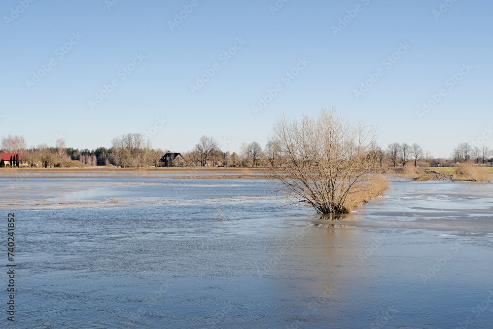 willow tree middle of flood on river at springtime
