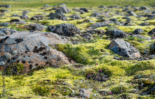 Old lava field covered with moss in Iceland