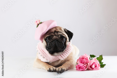A dog in a pink beret with a bouquet of roses. A pug dog gives flowers to his beloved for a holiday. The holiday Is March 8th. © Alla