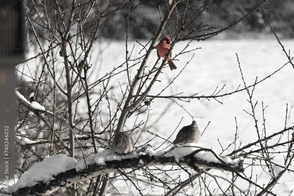 This is such a beautiful image of birds perched in a tree. You can see a beautiful red male cardinal on a branch with mourning doves below. White snow is clinging to the branches and the ground. This is such a beautiful image of birds perched in a tree. You can see a beautiful red male cardinal on a branch with mourning doves below. White snow is clinging to the branches and the ground.