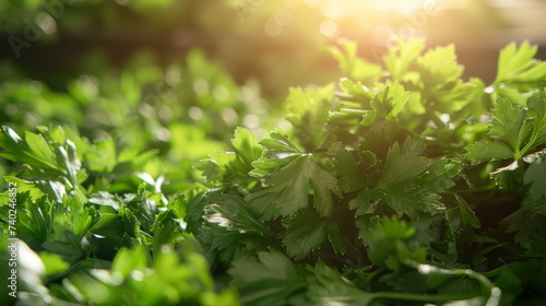Garden Fresh Parsley - A cluster of fresh parsley leaves highlighted by sunlight.