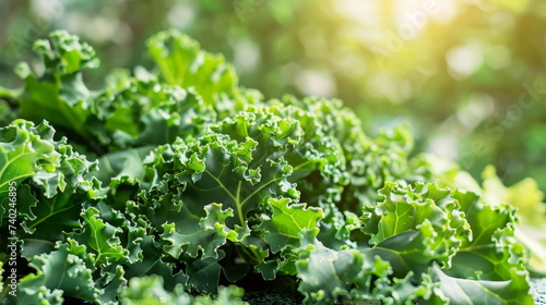 Freshly Grown Kale - Crisp kale showcasing the beauty of organic produce.