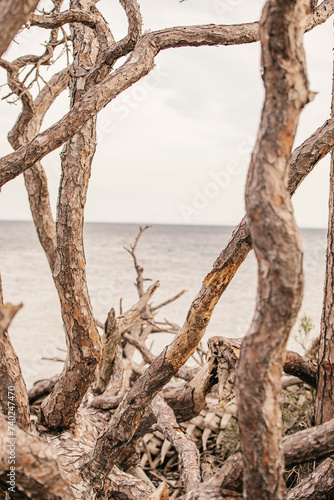 Driftwood on the shore of a beach in Wakulla  Florida.