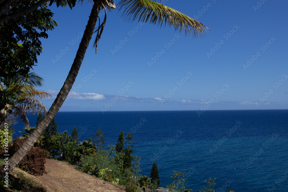 Some tropical trees with the ocean in the background