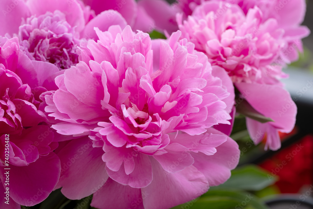 Fototapeta premium Pink peonies close up. Beautiful blur of floral background, selective focus.