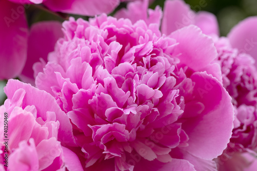 Pink peonies close up. Beautiful blur of floral background, selective focus.