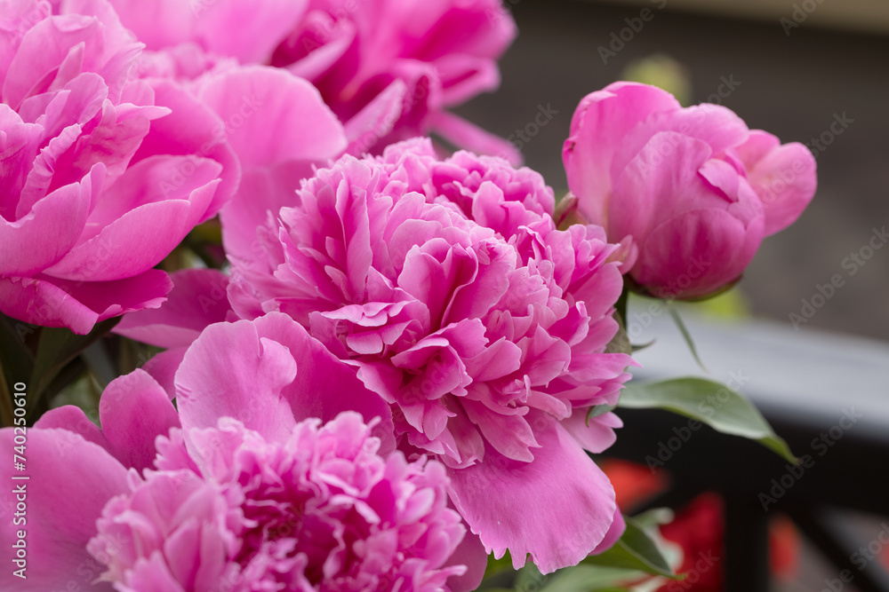 Pink peonies close up. Beautiful blur of floral background, selective focus.