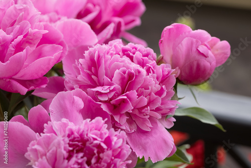 Pink peonies close up. Beautiful blur of floral background  selective focus.