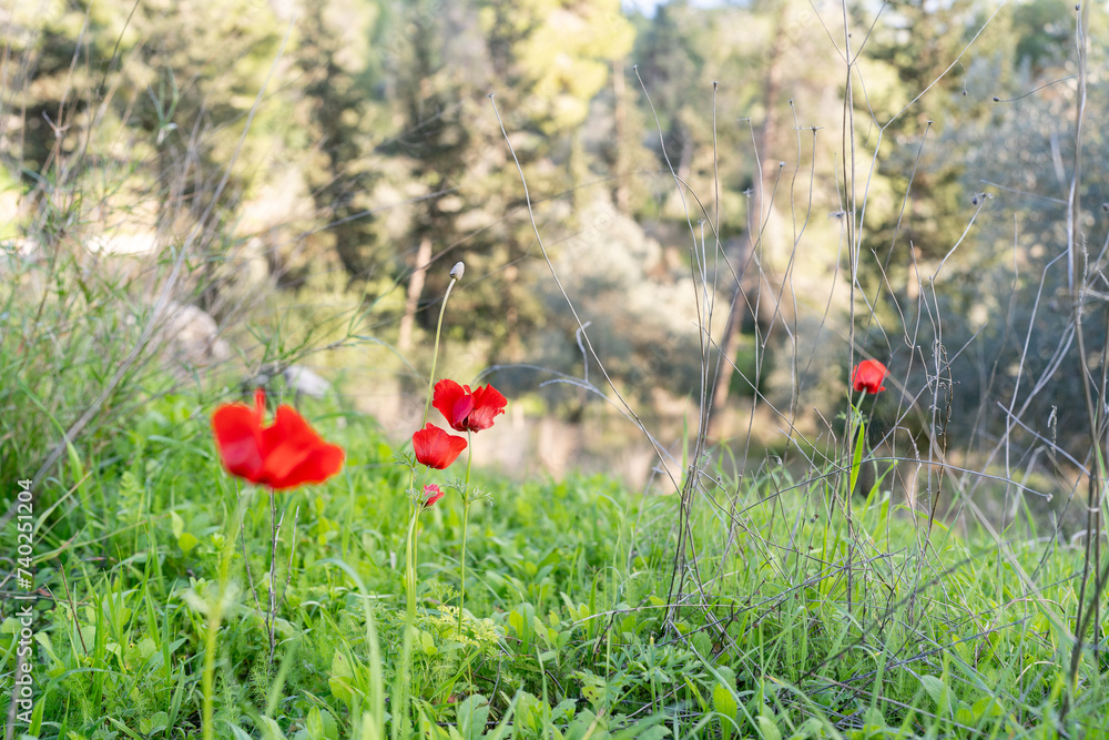 Fototapeta premium Vibrant Red Anemone Flowers Blossoming in Lush Green Field.