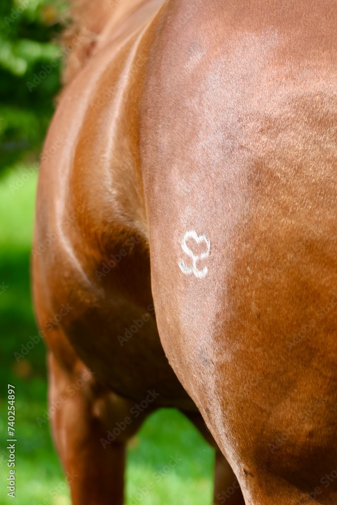 Obraz premium horse eating grass