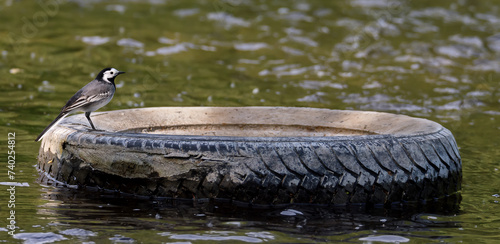 wagtail on tire photo