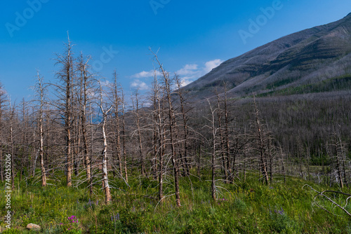 Wildflowers grow under burned trees, Waterton Lakes National Park, Alberta, Canada © TSchofield